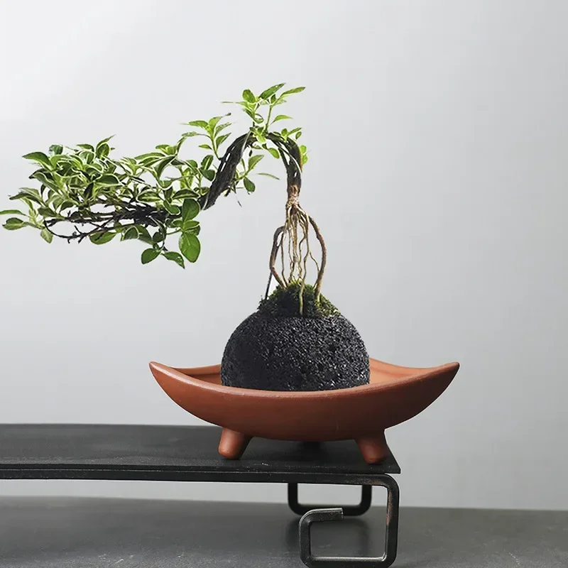 Pilea Peperomioides - Personalized Ceramic Flower Pots for Bamboo
