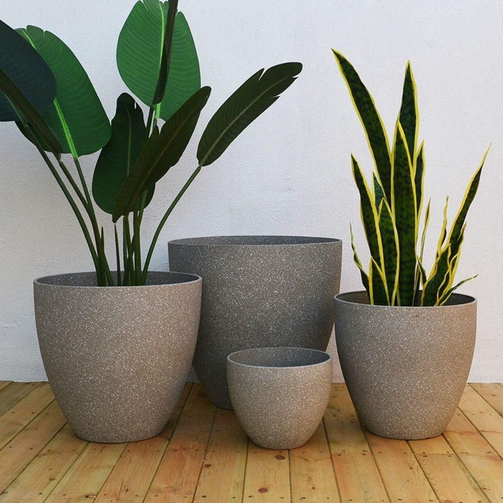 Frosted Imitation Stone Bonsai - Pilea Peperomioides ulasan dan harga