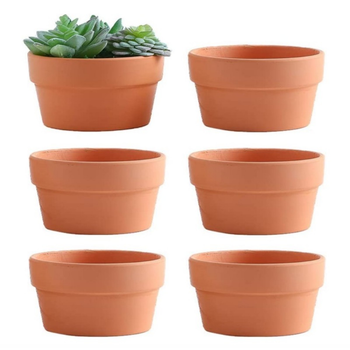 6 PCS Terracotta Buld Pots 3.5 - Pilea Peperomioides ulasan dan harga