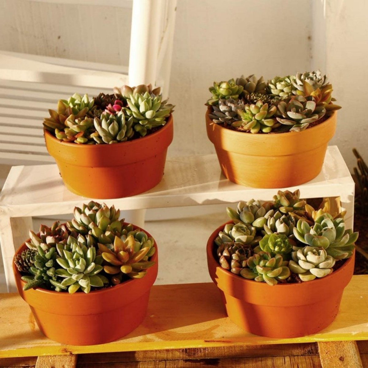 6 PCS Terracotta Buld Pots 3.5 - Pilea Peperomioides ulasan dan harga