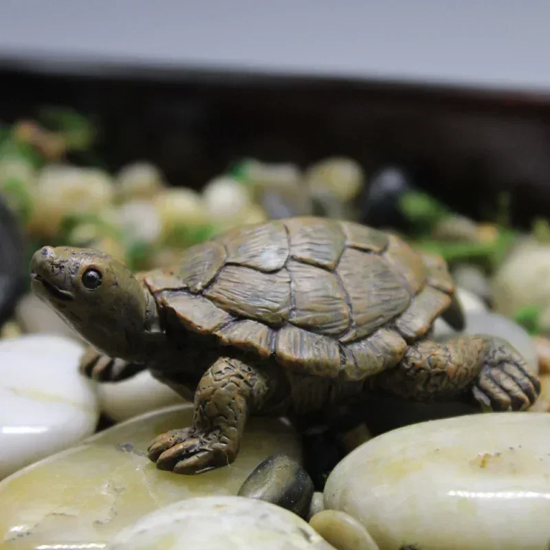 Simulation of Small Turtle Res - Echeveria Succulent ulasan dan harga