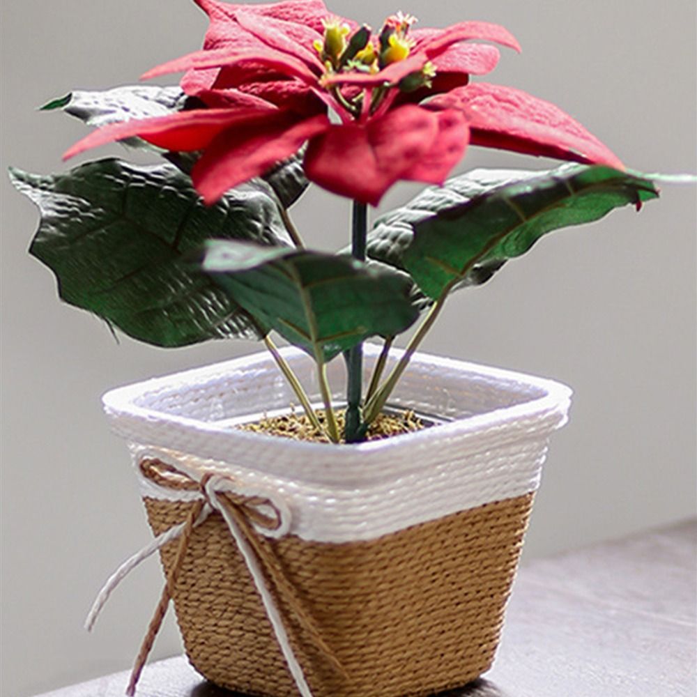 Paper Rope Braided Braided Flo - Aloe Vera Pot ulasan dan harga