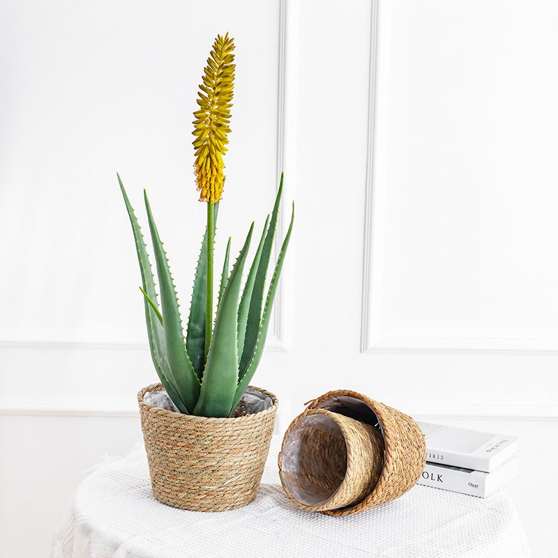 Natural Woven Flower Basket St - Aloe Vera Pot ulasan dan harga