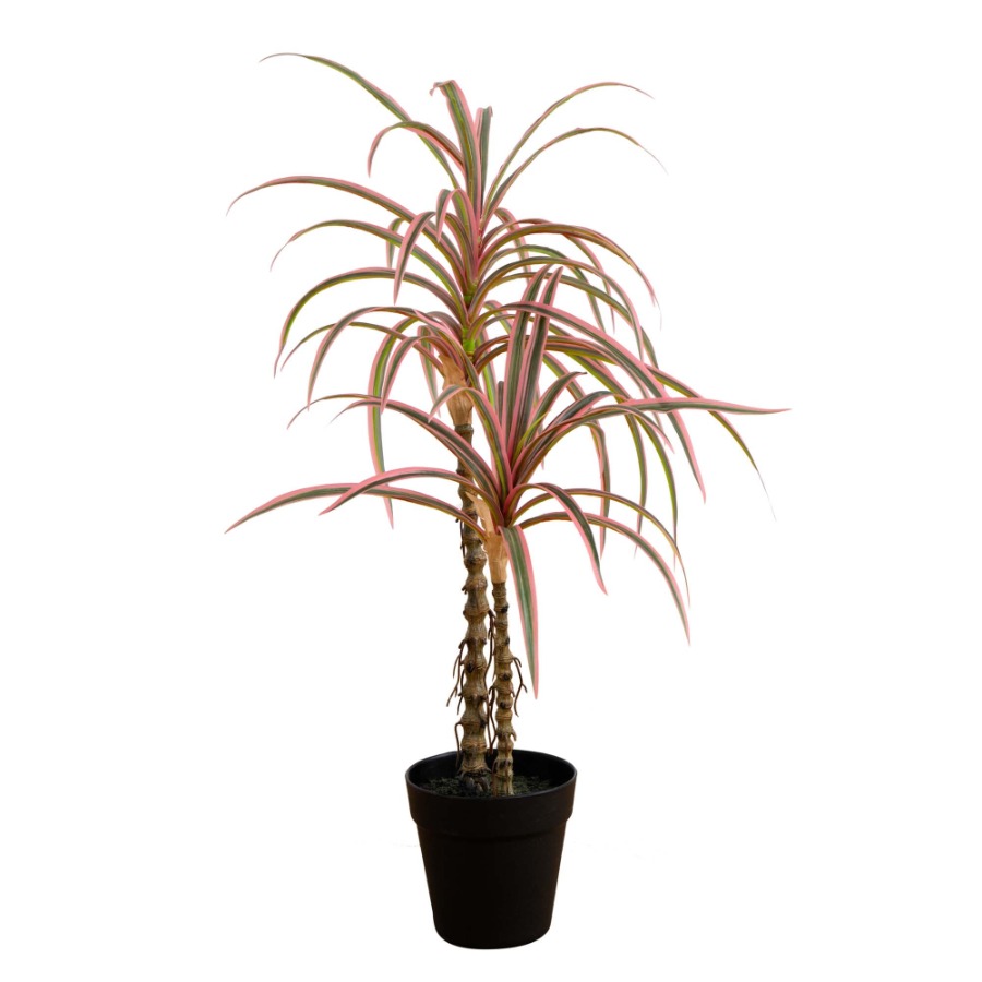 Dracaena Marginata Artificial  - Dracaena Marginata ulasan dan harga