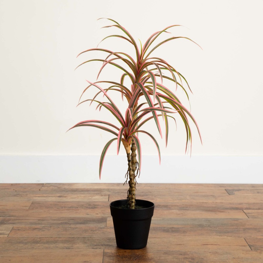 Dracaena Marginata Artificial  - Dracaena Marginata ulasan dan harga