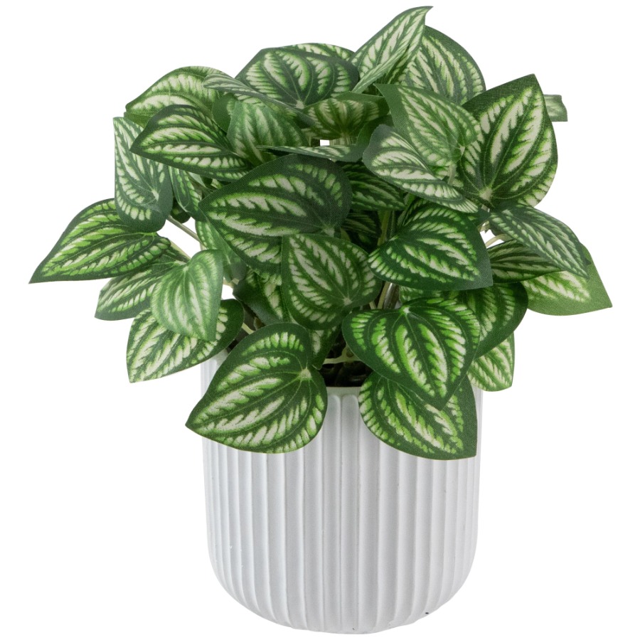 Artificial Watermelon Peperomi - Peperomia Watermelon ulasan dan harga
