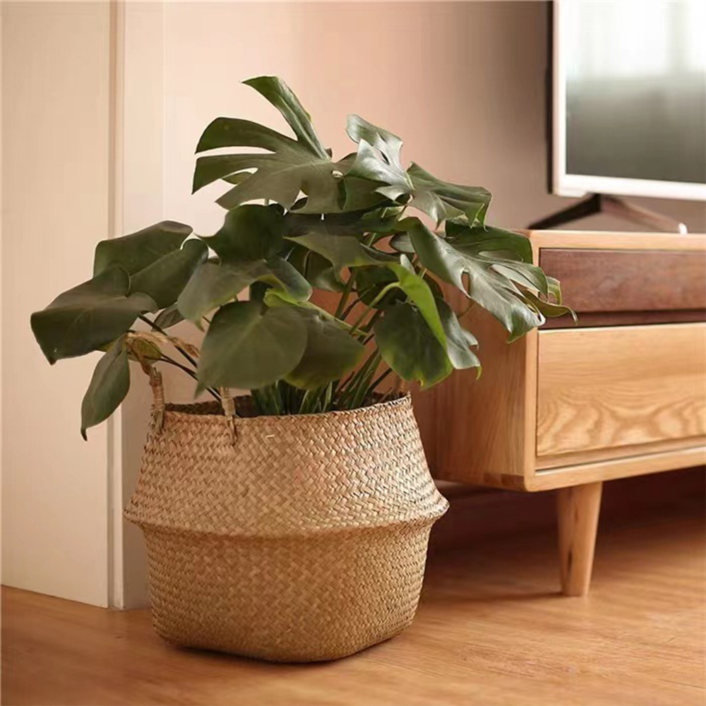 Plant Basket with Handles Wick - Aloe Vera Pot ulasan dan harga