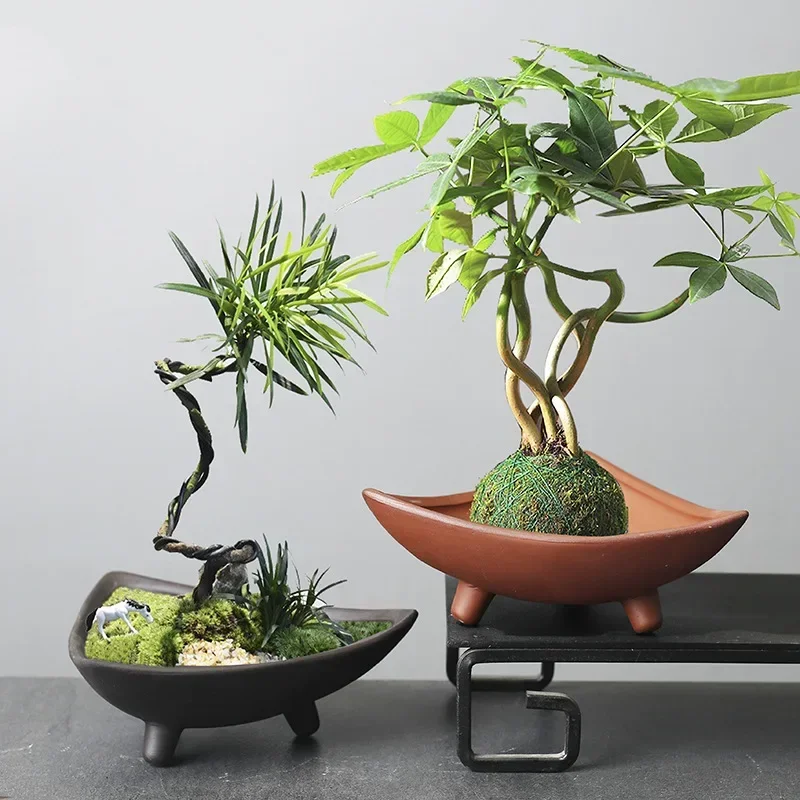 Personalized Ceramic Flower Po - Pilea Peperomioides ulasan dan harga