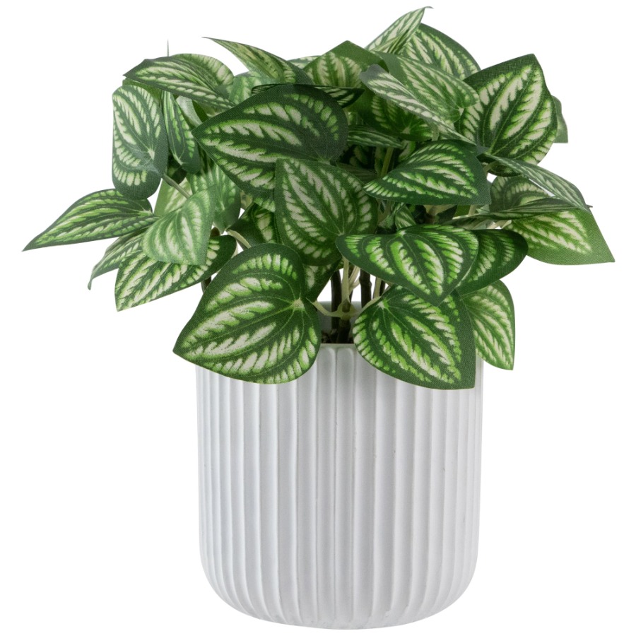 Artificial Watermelon Peperomi - Peperomia Watermelon ulasan dan harga