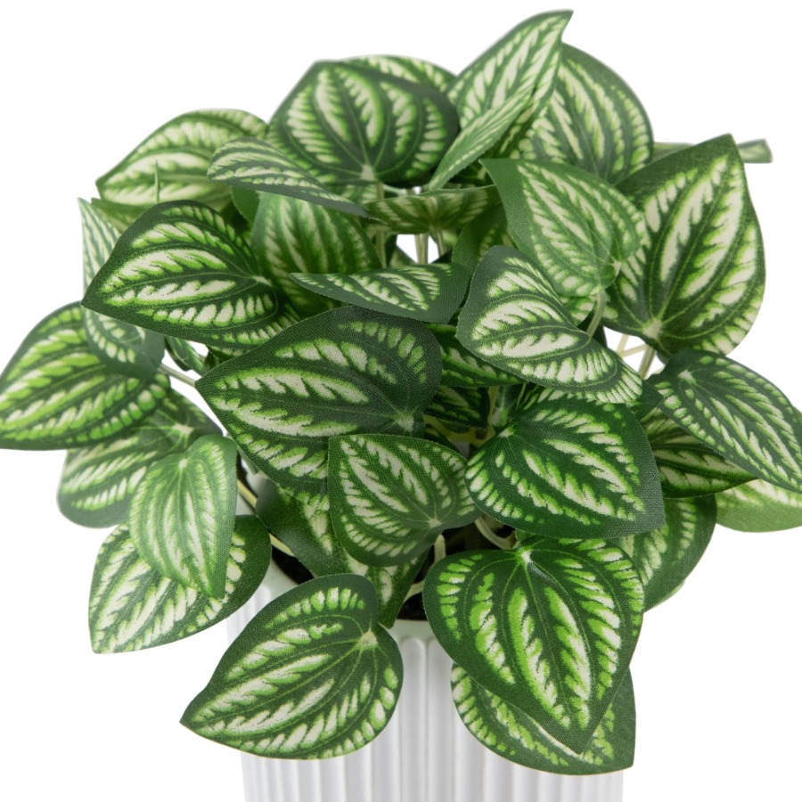 Artificial Watermelon Peperomi - Peperomia Watermelon ulasan dan harga